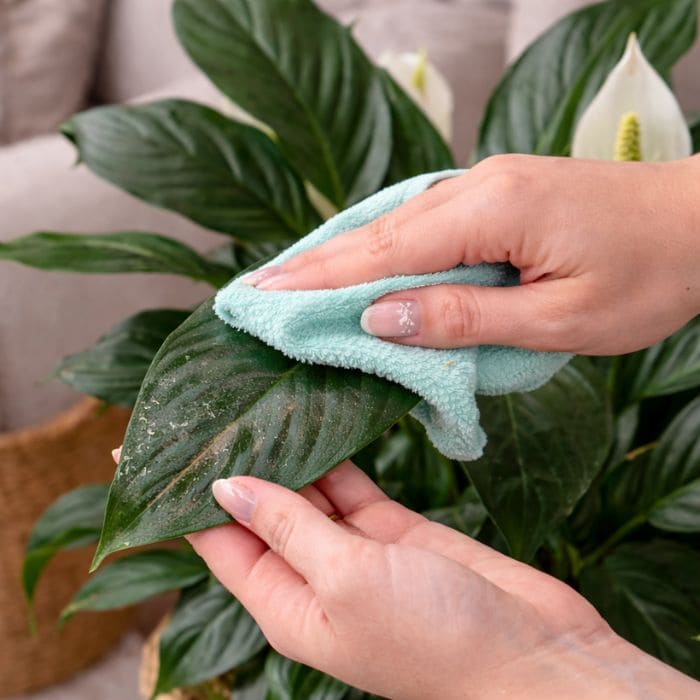 How to Keep Houseplant Leaves Clean and Naturally Shiny